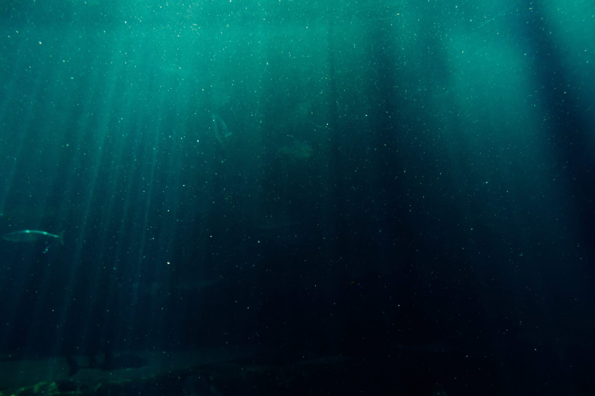 El quinto día: una imagen de la profundidad del mar