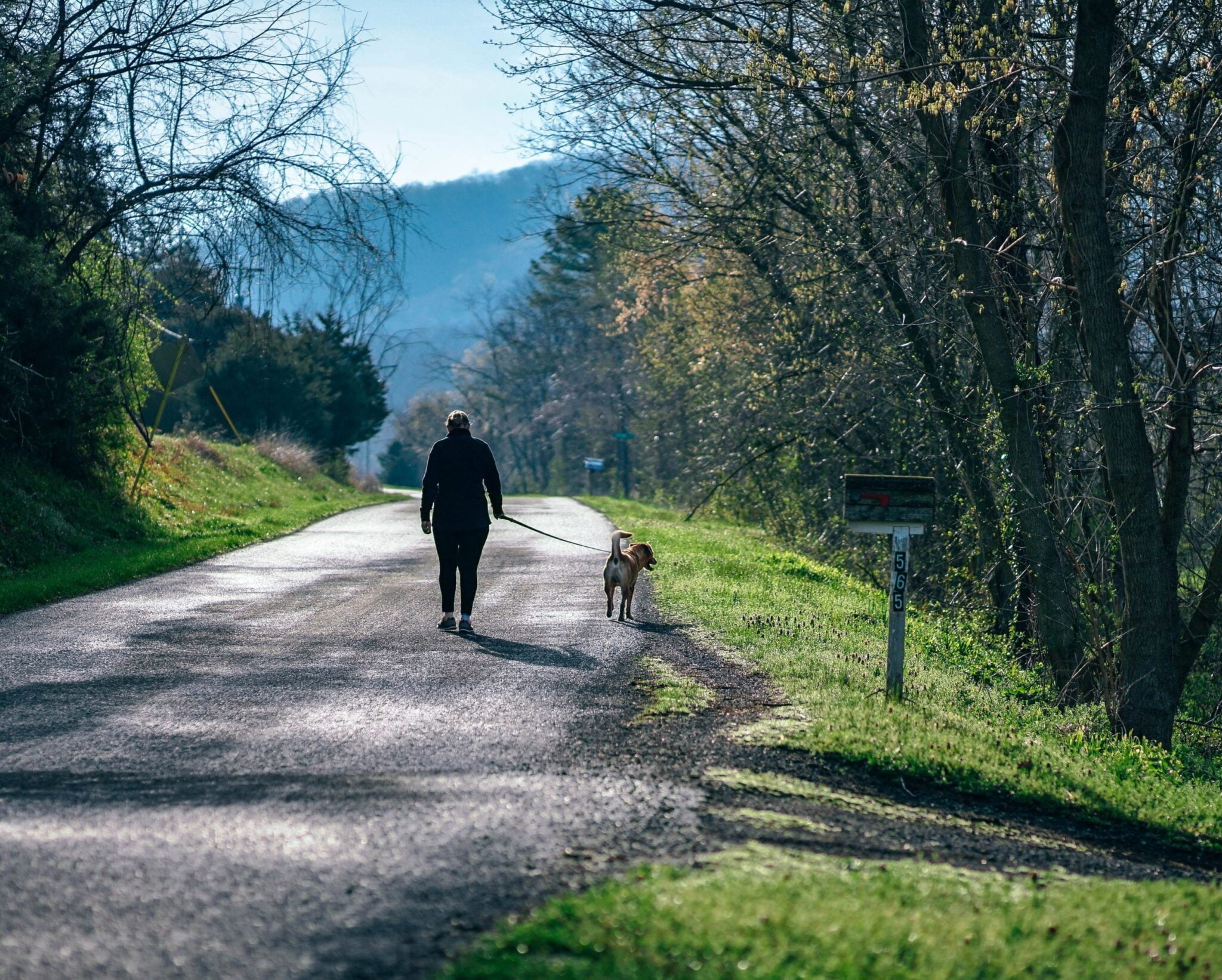 Una señora camina con su perro bajo los árboles. andar mejora la salud